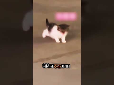 आवारा बिल्ली की माँ ने बच्चा दे दिया, बिल्ली के बच्चे को घर दे दिया 🥰💕 #shorts #viral #viralshorts