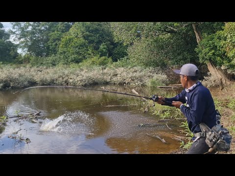 SEPERTI KOLAM TERNAK..! BARU TERENDAM BANJIR, IKAN GABUS DI DANAU INI SANGAT KELAPARAN