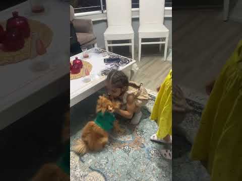 Köpek elif sinemi korkuttu #keşfet #shorts