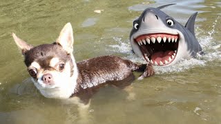 Cute Chihuahuas go for a swim in Wanssee! #chihuahua 