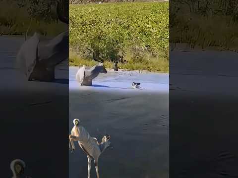 the wild dogs surrounded Bushbuck