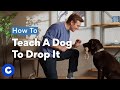 Dog Training: Teaching the Drop Command