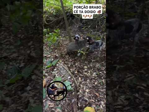 Porção Brabo Quase Pegou O Cachorro 🐗🐶#carabinapcp #carabina #aventuras #foryou #dove #veado #sniper