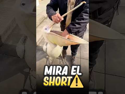 Este Pelícano hizo algo HORRIBLE 😣