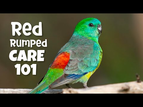 🦜 How to Care for Red Rumped Parrot: Ultimate Care Guide 🌿