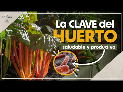 Bacterias nitrificantes: El secreto mejor guardado de un huerto sano y productivo 🌱🔬