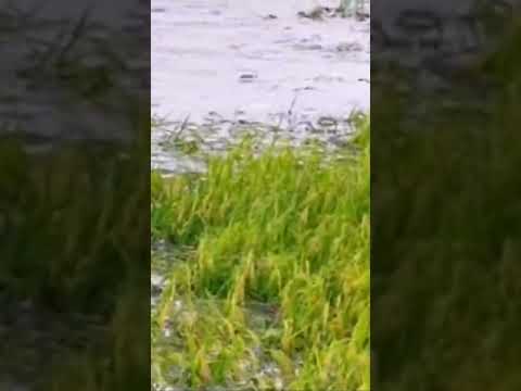 Lũ lụt đồng bằng sông cửu long