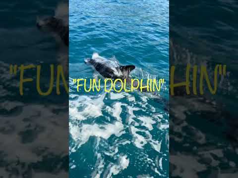 Jazz bgm-Jazz relaxing music-Radio - FUN DOLPHIN (Official Music Video) 　#shorts #jazzmusic