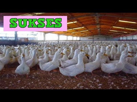 Cara Ternak Bebek Pedaging 40 Hari Panen [Hibrida & Peking]