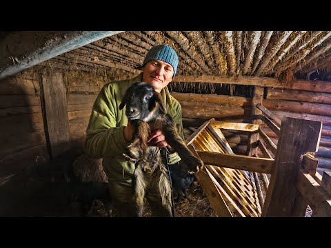 МАЛЫШЕЙ РОДИЛОСЬ СТОЛЬКО , ЧТО НОВЫЙ ГОД ОТМЕНЯЕТСЯ! №371