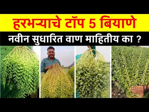 हरभरा टॉप 5 नवीन संकरीत बियाणे / Harbhara Top variety