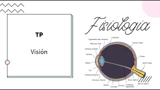 Neurofisiología - Visual - UBA - MEDICINA