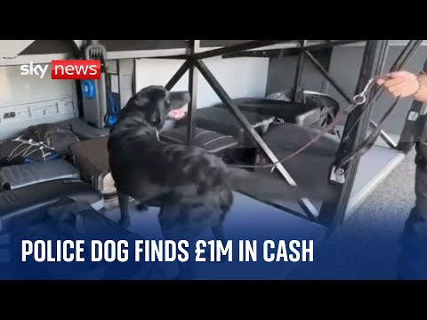 Italy: Police dog finds nearly £1M in cash during routine police patrol on bus near Florence