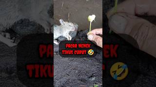 SE CURUT INI  - IKAN CHANNA #shorts #channa #limbata #viral