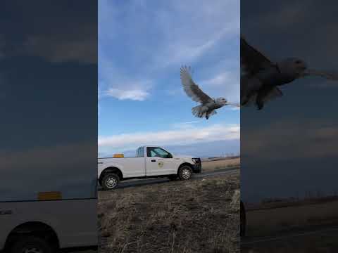 Snowy Owl Release