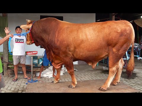 KAGET SAMA BOBOTNYA !! GANTI KELUH & TIMBANG SENO - SAPI JUMBO PENERUS WARISO !?