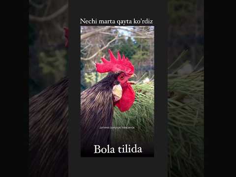 Buni qayta qayta koʻrishingiz aniq!