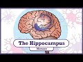 Hippocampus and Memory Functions