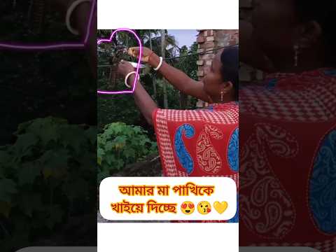 মা পাখিকে খাইয়ে দিচ্ছে 😍😘 #vlog #birds #minivlog #shorts #shortvideo #subscribe @RimiNaskar672