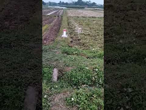 Chuẩn bị mất ruộng