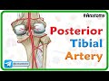 Posterior Tibial Artery Concepts