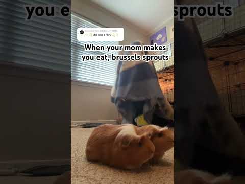 What’s your least favorite food? #funny #pet #guineapig #comedy