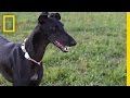 Obiettivi e Problemi dei Galgo