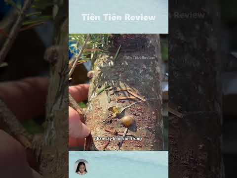 Loại nhựa cây này là thành phần của những lọ nước hoa đắt tiền #short #shorts #viralvideo