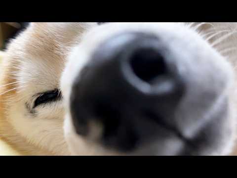 昨晩カミナリのせいでよく寝られなかった柴犬から何か言いたいことがあるようです。