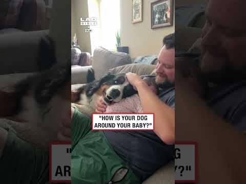 "How is your dog around your baby?" ❤️ (🎥: Collab)