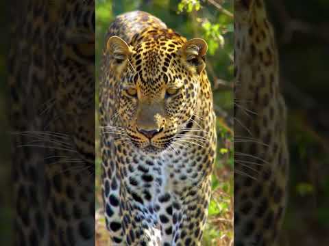 BIG CAT 🤯😸 | #1000subscriber #ytshorts #cat