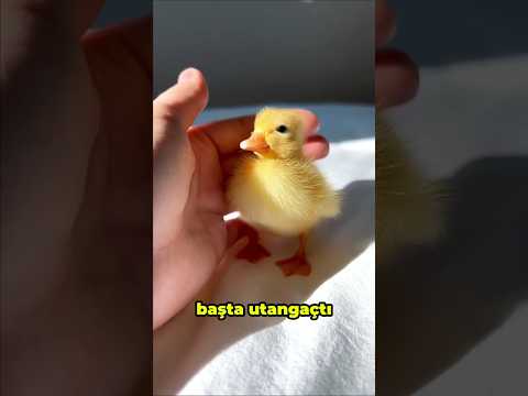 Bu Ördek Yavrusu Kadının Hayatına Neşe Kattı
