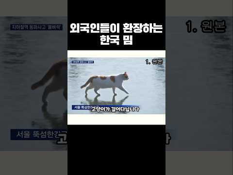 해외로 뻗어나간 꽁꽁 얼어붙은 고양이 밈