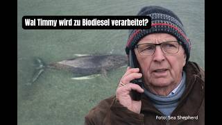 Der Wal Timmy stirbt langsam vor sich hin. Werden wir als Mensch etwas daraus lernen?