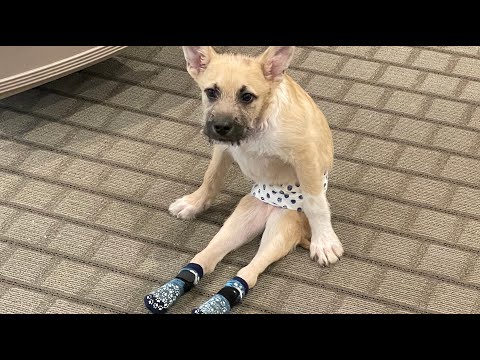 I took home paralyzed dog. Then came the big surprise