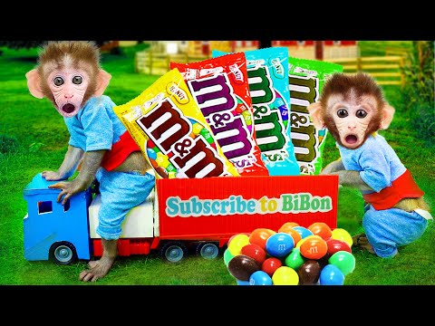 Monkey Baby BiBon carrying many colorful M&M candies | Animals video