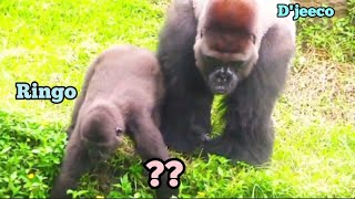 Ringo helped his dad search, and D'jeeco asked, "Did you find it?😆😎🤪林戈幫爸爸找東西，迪亞哥問：找到了嗎？
