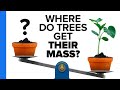 Understanding Tree Growth