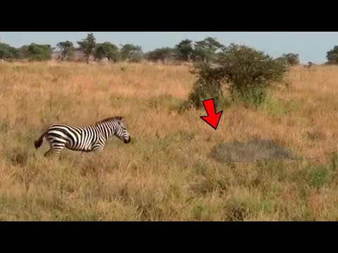 A ZEBRA NÃO VIU A MORTE ESCONDIDA NA SUA FRENTE