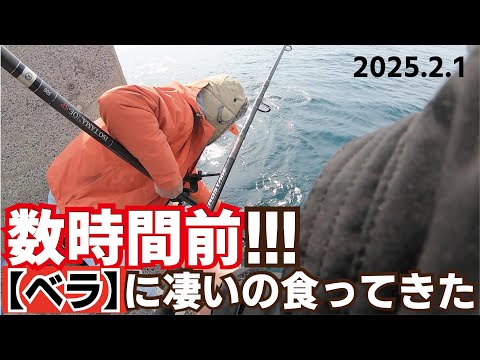 【異常サイズ】数時間前ベラに巨大な魚が掛かり釣り上げてしまった！