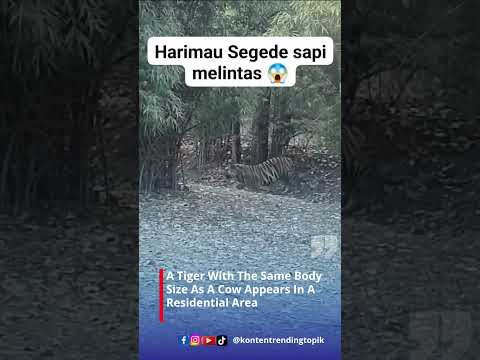 A Tiger With The Same Body Size As A Cow Appears In A Residential Area