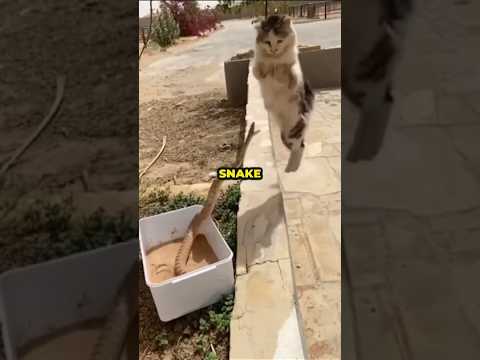 Don't close your eyes, lest you miss the cat's speed.🐱