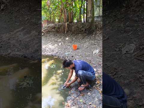 পুকুরের সবগুলো মাছ মারা গেল 🥹 #fish #aquarium #shorts