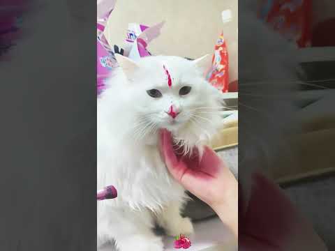 La dueña tinó de morado el pelaje de su gato blanco. #shorts #cat