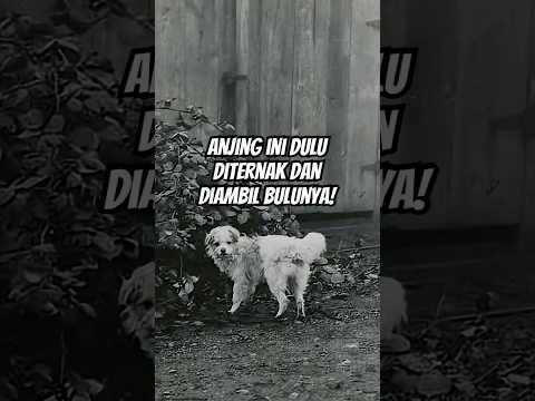 Sekarang udah punah, dulu jadi ternak!