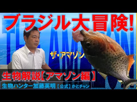 ブラジル大冒険！アマゾン編ピラニア・ナッテリー Red bellied piranha, Pygocentrus nattereri 生物解説！加藤英明【公式】かとチャン