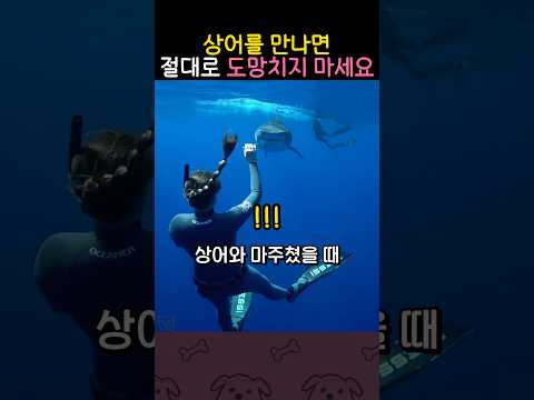 상어한테서 살아남는 방법