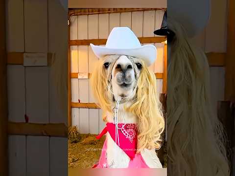 Never Mess With This Animal😂 #telugufacts #amazingfacts #factsintelugu #shorts #tejfacts