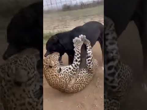 Rottweiler vs. Leopard: INTENSE Battle! ðąâïļ part 2 #shorts
