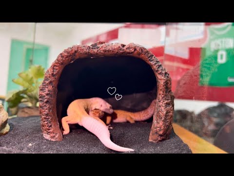 Lenny x Gold Mating Session!